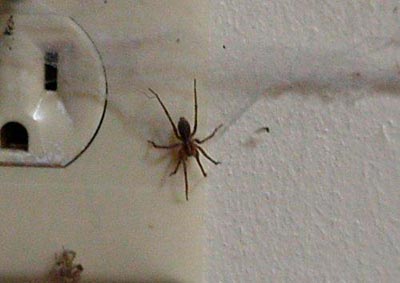 spider-web-inside-big